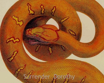 Snake Emerald Tree Boa Herpetology Seba Natural History Lithograph Chart Poster Print To Frame P197
