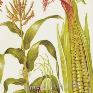 Mais, mais, cereali, cereali, tabella degli alimenti, litografia botanica, illustrazione per la tua cucina vintage 7