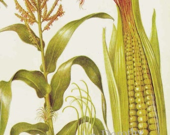Corn Maize Cereal Grain Food Chart Botanical Lithograph Illustration For Your Vintage Kitchen 7