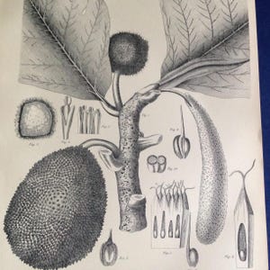 Peut inclure: Illustration botanique en noir et blanc d'un arbre à pain. L'image montre diverses parties de la plante, y compris les feuilles, les fruits et les coupes transversales, avec un étiquetage détaillé. Le style rappelle les dessins scientifiques vintage.