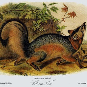 Grey Fox John J Audubon Vintage Wild Animal Natural History Lithograph To Frame image 2