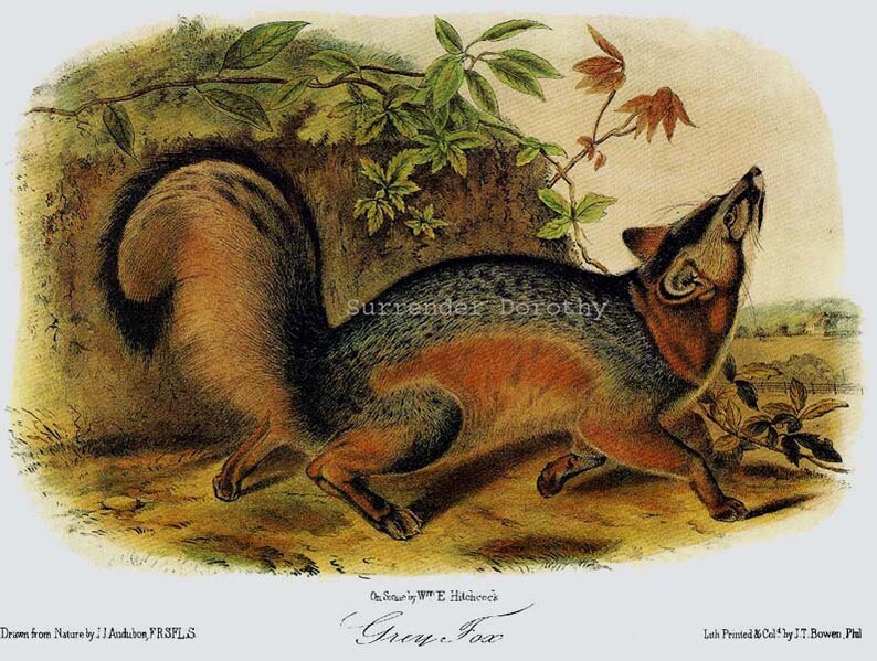 Grey Fox John J Audubon Vintage Wild Animal Natural History Lithograph To Frame image 2