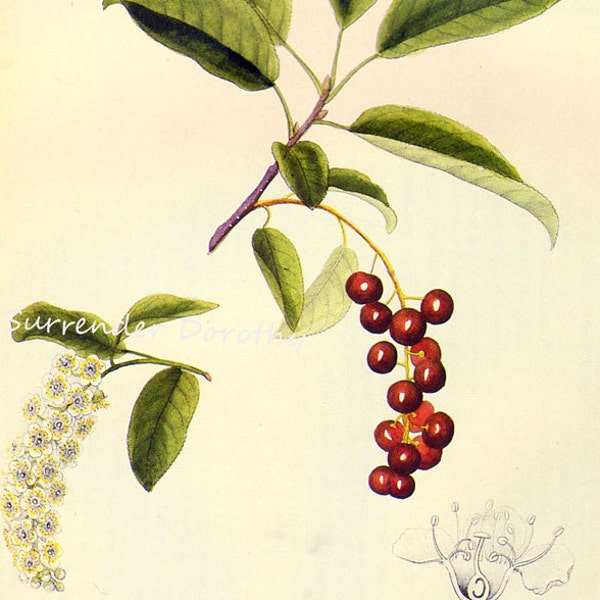 Choke Cherry Prestele Vintage Agriculture Poster Print  Botanical Lithograph To Frame 22