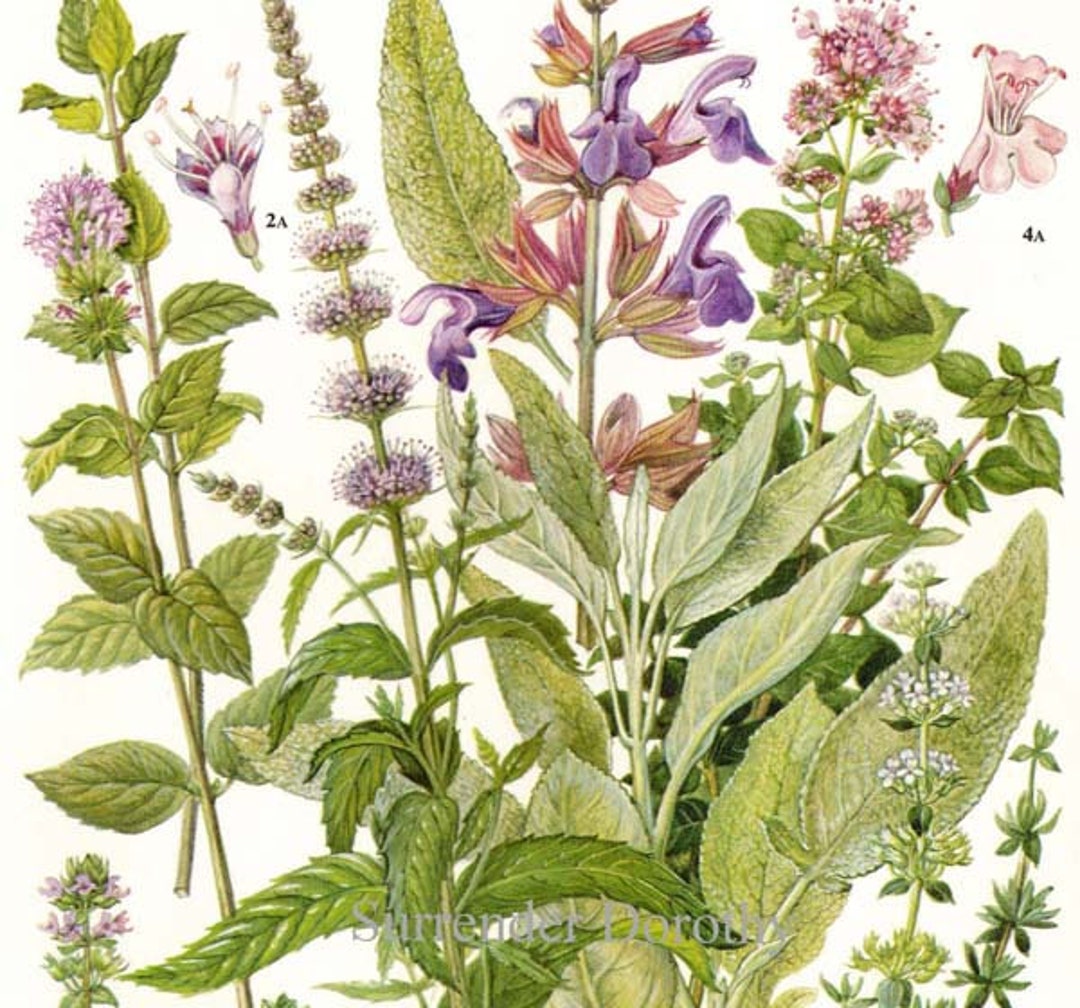 Peppermint Spearmint Marjoram Sage Thyme Herb Flower Plant Etsy