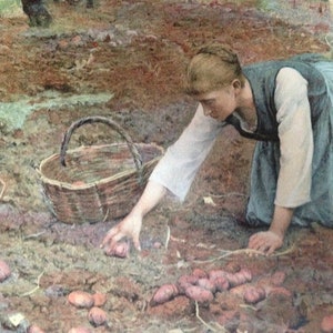 May include: A woman in a blue dress and white blouse is picking up potatoes from the ground. She is kneeling in a field with a wicker basket beside her. The potatoes are scattered on the ground.