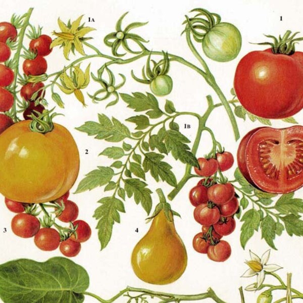 Tomatoes Fruit & Flowers Food Chart Vegetable Botanical Lithograph Illustration For Your Vintage Kitchen 125