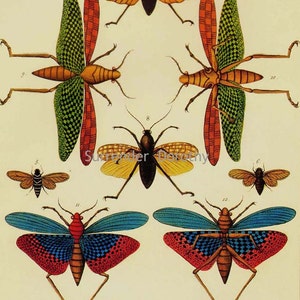 May include: An antique illustration of six different insects. The insects are depicted in a detailed and colorful style, with intricate patterns on their wings. The insects are identified by numbers, with the text "Surrender Dorothy" appearing in the center of the image.