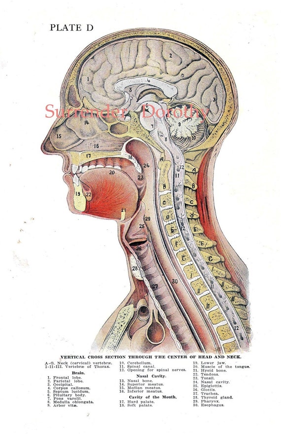 Cross-Sectional Human Anatomy: 0000683303856: Medicine