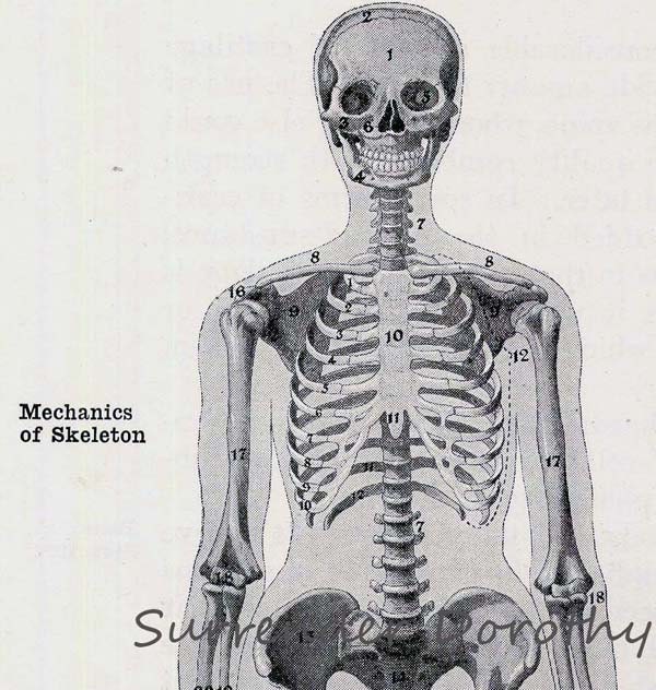 Chubby Skeleton Man Skeletal System Human Anatomy Chart 1930s Black & White