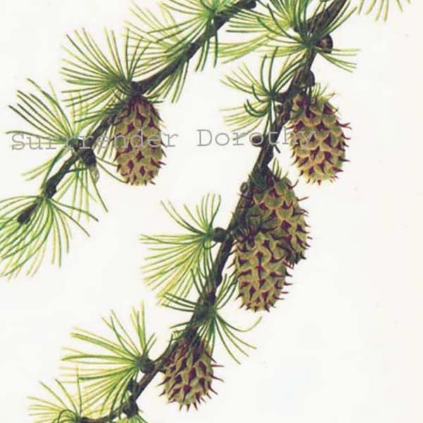 Western Larch Cones & Limber Pine Tree Pinecones Vintage Home Decor 1955 Botanical Lithograph Art  Print To Frame 5