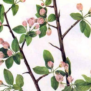 Wild Sweet Crab Apple Flowers Vintage 1955 Botanica Litografia Arte Stampa A Cornice 188
