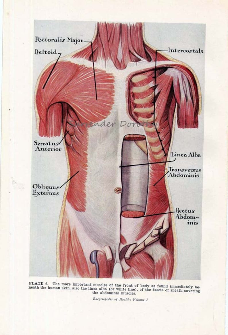 Muscles Trunk Torso Anterior Human Anatomy Vintage Medical Etsy