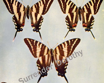 Papito Butterflies 1900 Vintage Edwardian Entomology Antique Natural History Rotogravure Art Illustration To Frame XLIV
