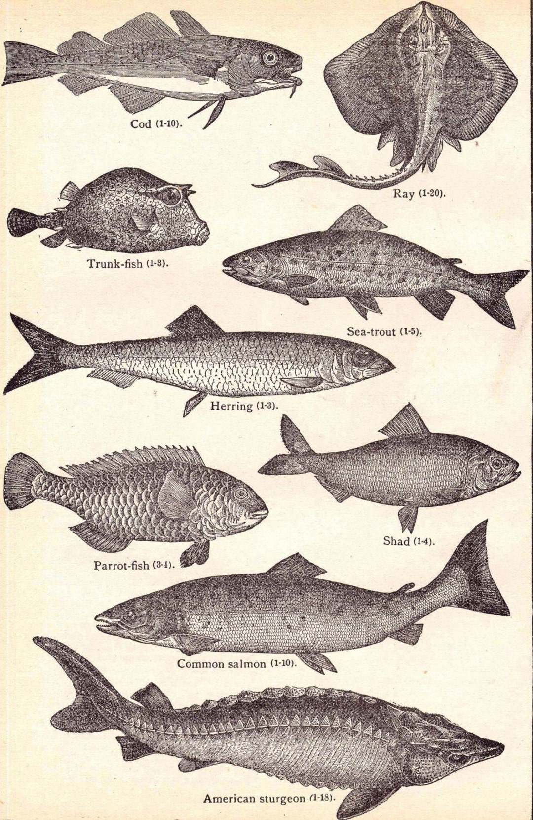 Edible Fish Chart 1906 Edwardian Era Steel Engraving Illustrations