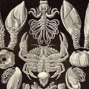 May include: A black and white illustration of various sea creatures, including a crab, a barnacle, and a seahorse. The illustration is detailed and intricate, with a focus on the anatomical features of each creature.