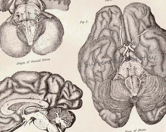 Brain Human Anatomy Vintage Victorian Antique Medical Chart Nervous System 1892 Original