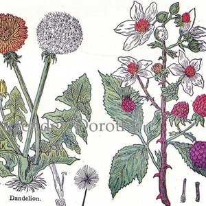 Alcaçuz Íris Dandelion Blackberry 1907 Plantas Medicinais Curativas Antigo Eduardiano Vintage Botânico Impressão Para Moldura XII