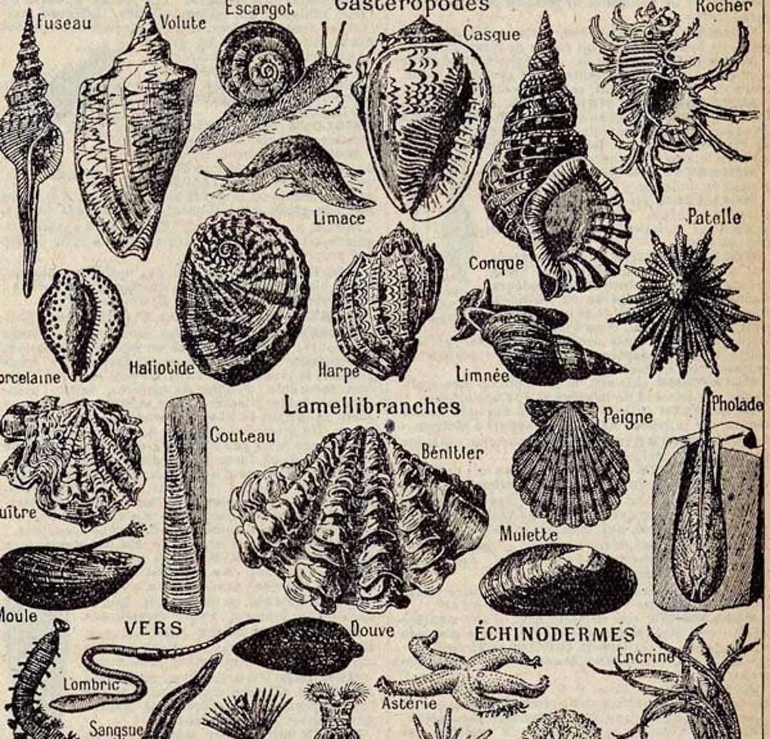 Mollusks and Shells French Dictionary Paris France Natural History Chart of  Shellfish to Frame Black White -  Canada