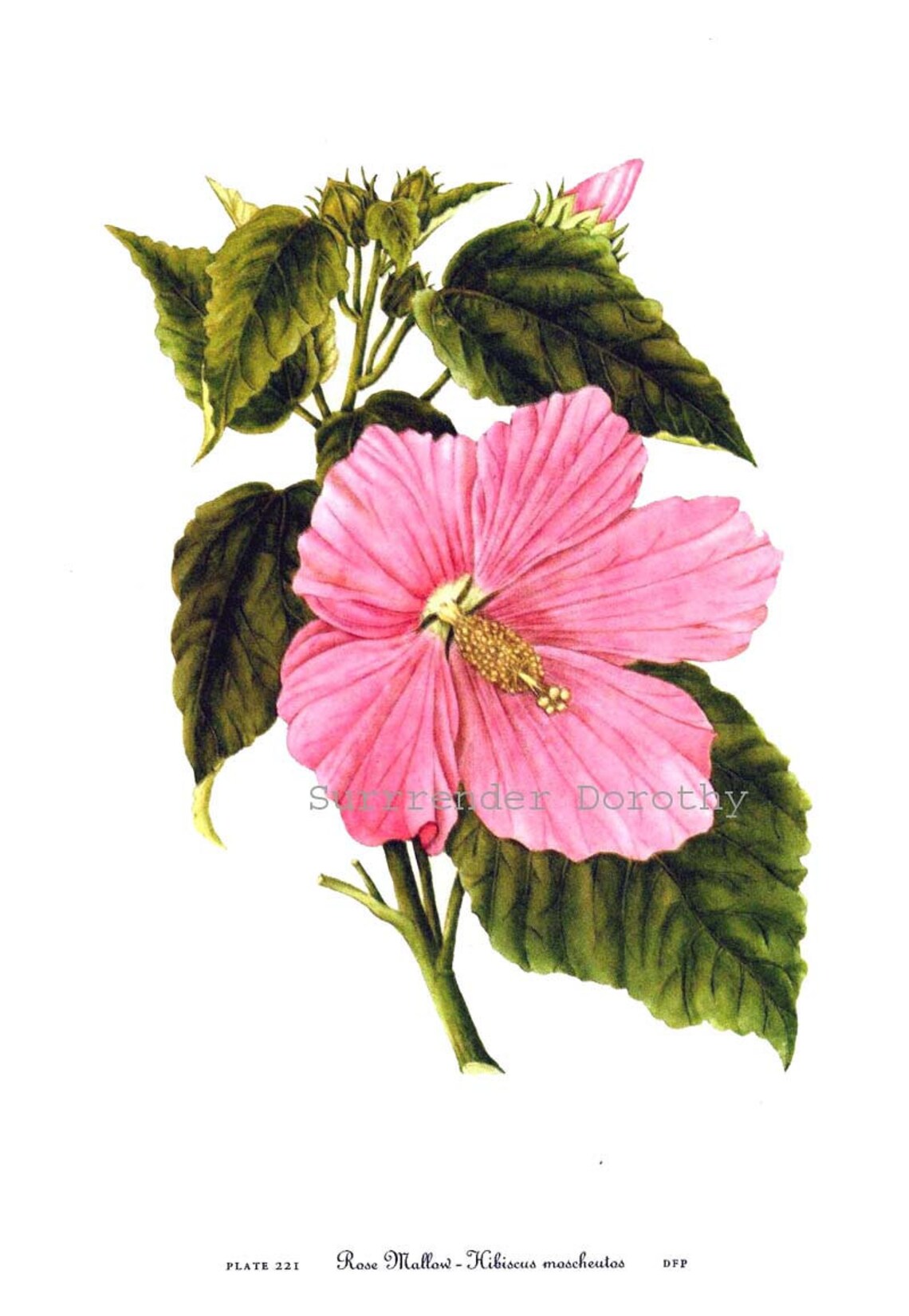 Hibiscus Rose Mallow Flower Vintage 1955 Botanical Lithograph - Etsy