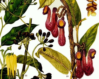 Ylang-Ylang Pitcher Plant Carnivorous Flowers South East Asia Botanical Exotica Vintage Lithograph Illustration Print To Frame 110