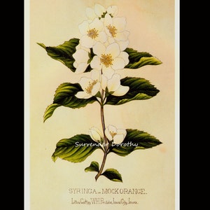 May include: A vintage botanical illustration of a white mock orange flower with green leaves. The image is titled "SYRINGA.. MOCK ORANGE." and is credited to "Litha Cote by WH Prestele. Iowa City. Iowa."