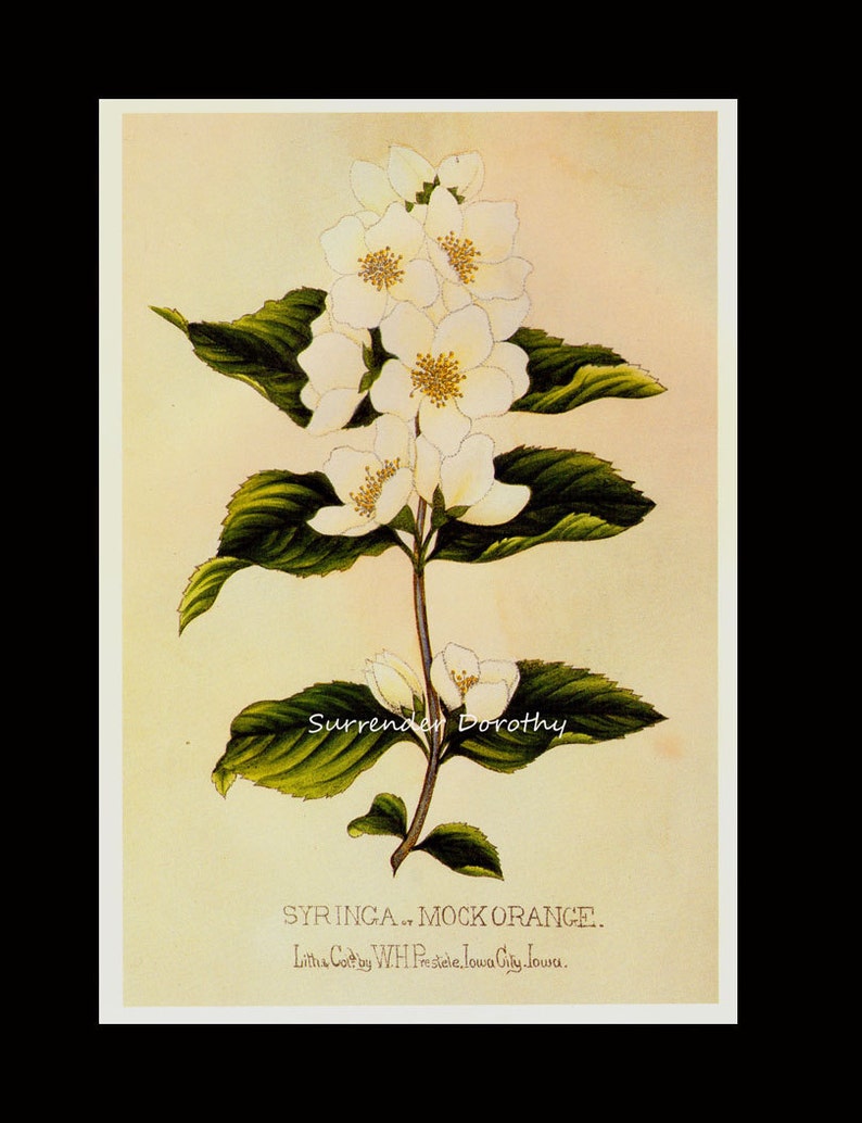 May include: A vintage botanical illustration of a white mock orange flower with green leaves. The image is titled "SYRINGA.. MOCK ORANGE." and is credited to "Litha Cote by WH Prestele. Iowa City. Iowa."