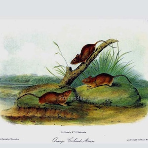 May include: A vintage illustration of three brown mice on a rock and a branch. The mice are depicted in a natural setting with green grass and a body of water in the background. The illustration is titled "Orange Colored Mouse" and is from "Birds of America" by J.J. Audubon.
