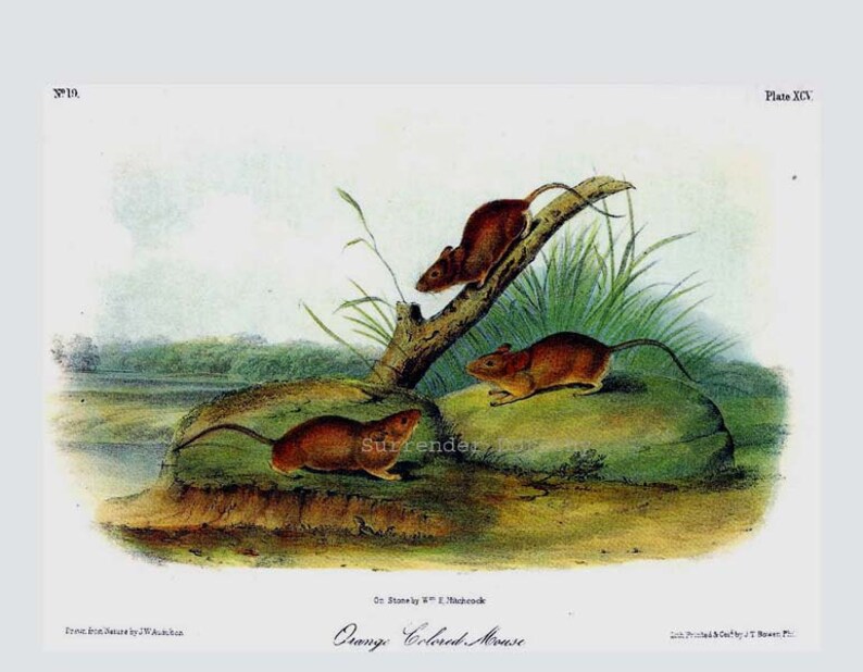 May include: A vintage illustration of three brown mice on a rock and a branch. The mice are depicted in a natural setting with green grass and a body of water in the background. The illustration is titled "Orange Colored Mouse" and is from "Birds of America" by J.J. Audubon.