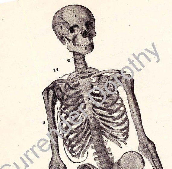 Skeleton Anatomy Chart