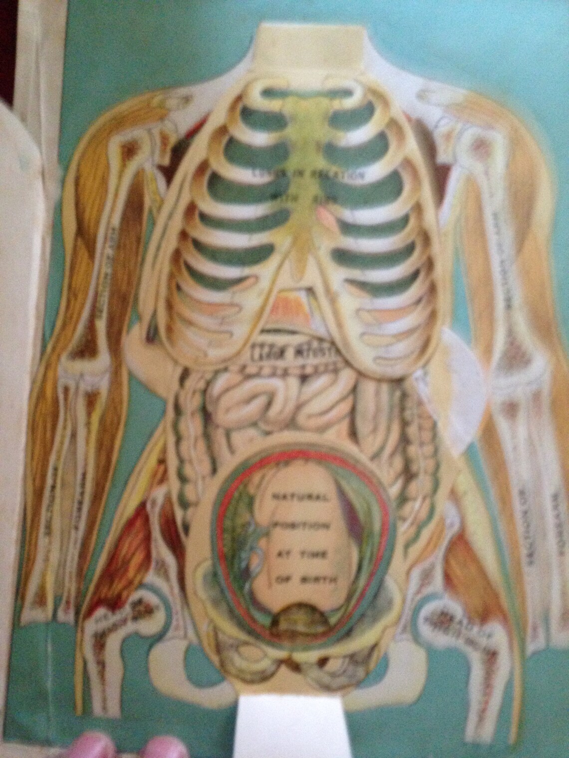 Human Anatomy Woman Man Fold Out Medical Flip Chart 1922 Vintage ...