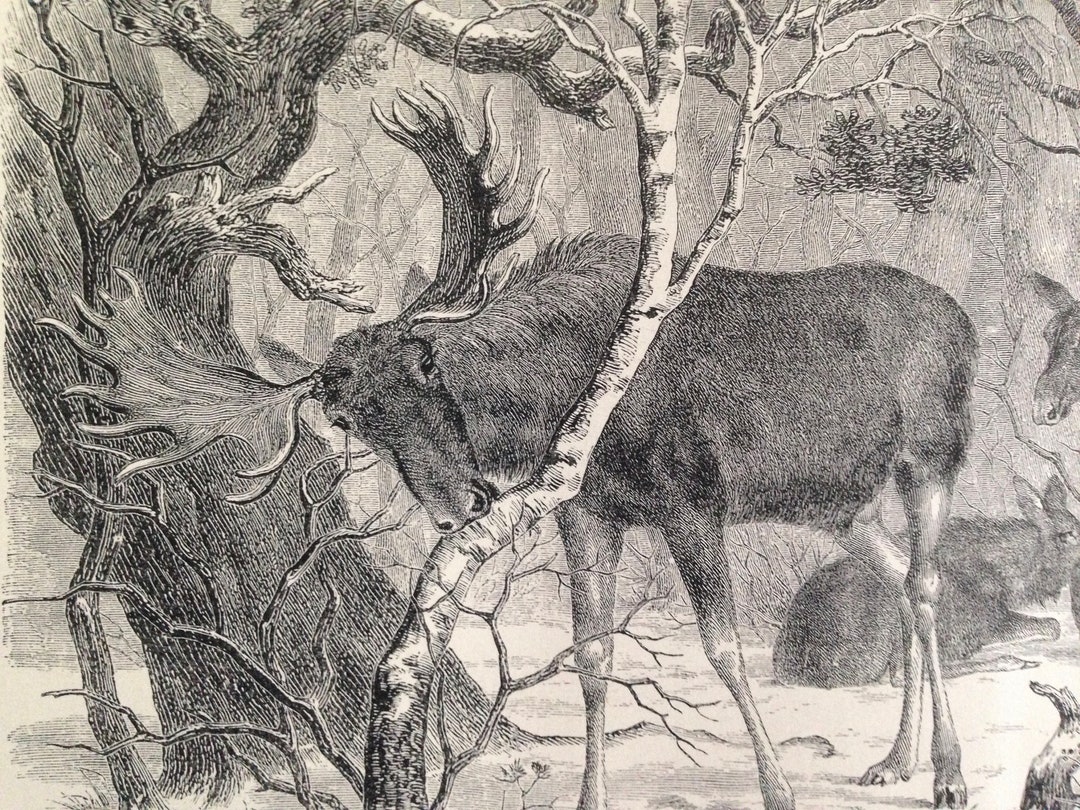 Elk Moose Vintage Victorian Print Original 1870s Black & White Natural ...