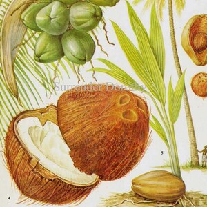 Coconut Palm Tree Tropical Fruit Chart Food Botanical Lithograph Illustration For Your Vintage Kitchen 19