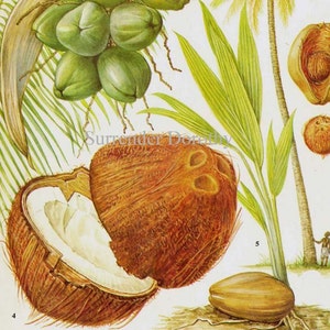 Coqueiro palmeira tropical frutas gráfico comida botânica litografia ilustração para sua cozinha vintage 19