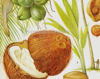 Cocotier Palmier Fruits Tropicaux Graphique Alimentaire Lithographie Botanique Illustration Pour Votre Cuisine vintage 19