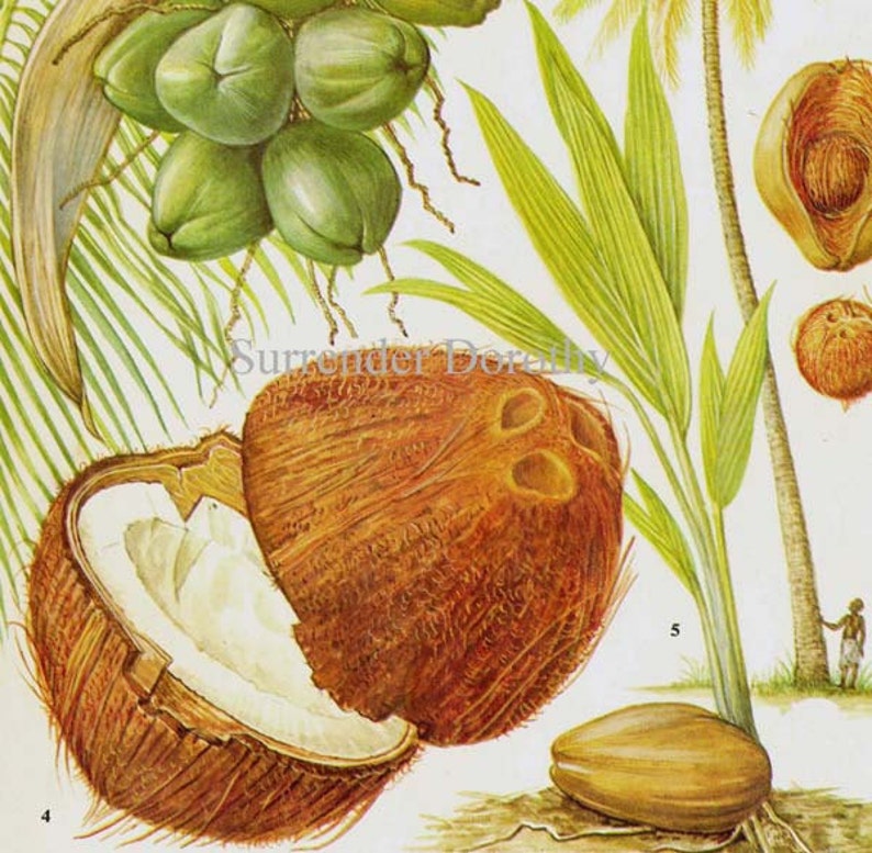 Coconut Palm Tree Tropical Fruit Chart Food Botanical Lithograph Illustration For Your Vintage Kitchen 19 image 1