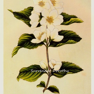 May include: A vintage botanical illustration of a white mock orange flower with green leaves. The text "Surrender Dorothy" and "SYRINGA... MOCK ORANGE. Litha Cote by WH Prestele Iowa City. Iowa." is printed below the image.