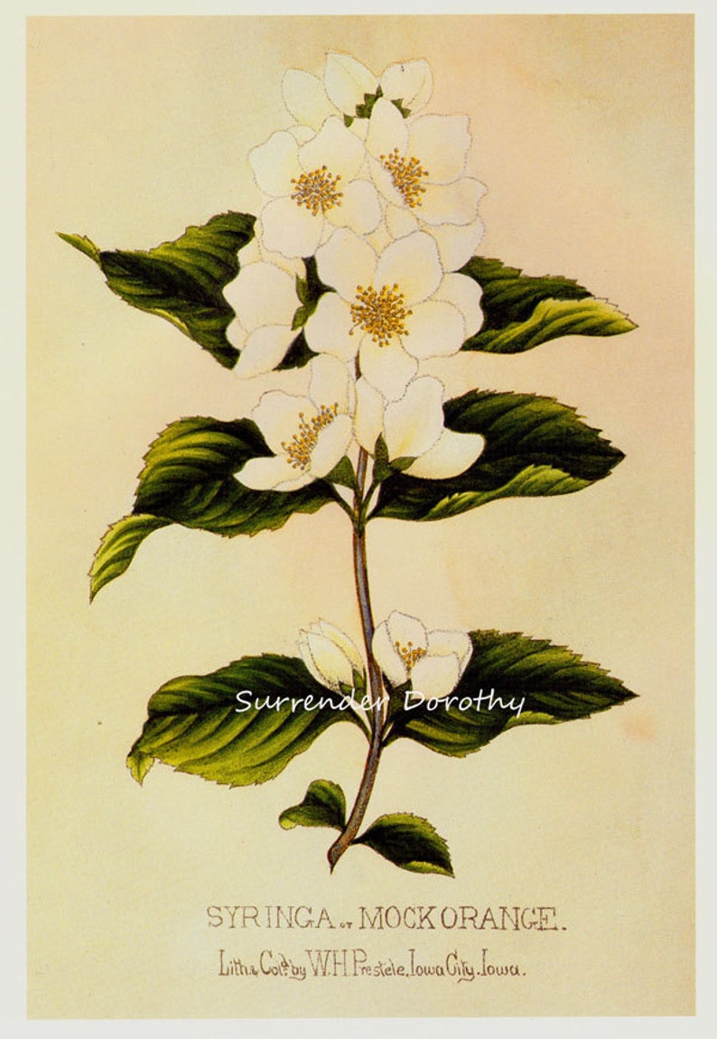 May include: A vintage botanical illustration of a white mock orange flower with green leaves. The text "Surrender Dorothy" and "SYRINGA... MOCK ORANGE. Litha Cote by WH Prestele Iowa City. Iowa." is printed below the image.