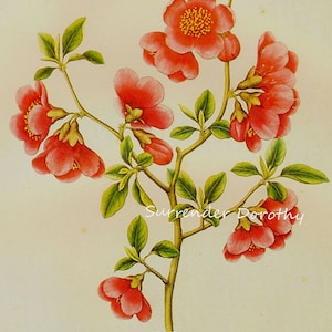 Japanese Crab Apple Pyrus Japonica Prestele Vintage Poster Print Litografia botanica al telaio 77