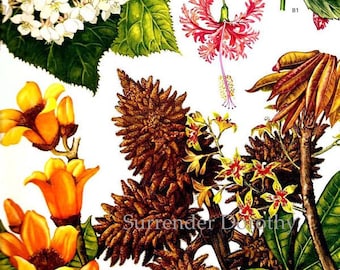 Dombeya Hibiscus Bombax Flowering Plants Tropical Central Africa Botanical Exotica Poster Print 1969 Large Vintage Illustration To Frame 57