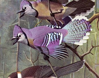 Male Female Blue Jay Etsy
