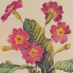 Primrose Primula Vulgaris Hudson Vintage Botanical Illustration Wildflowers Redoute Print To Frame 72 image 1