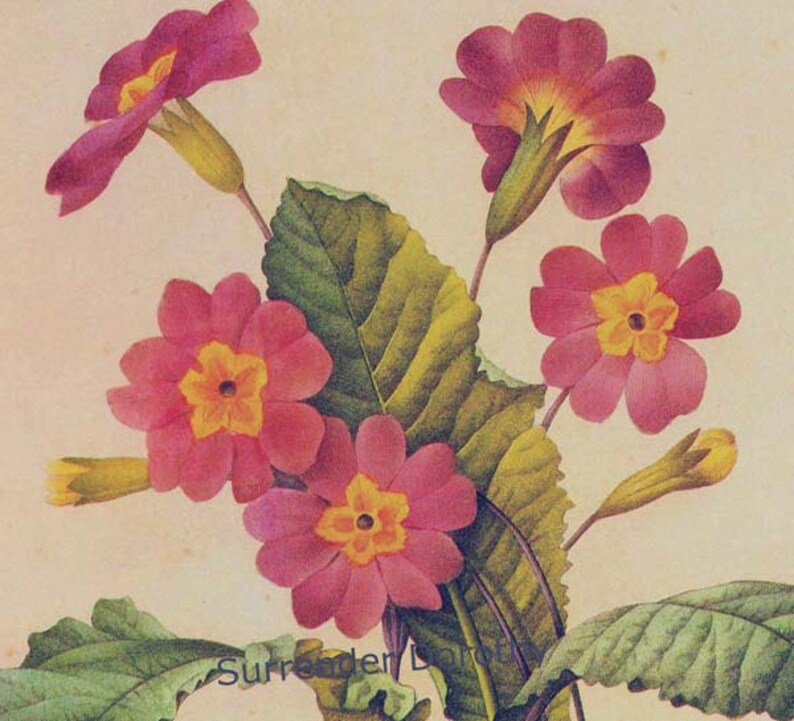 Primrose Primula Vulgaris Hudson Vintage Botanical Illustration Wildflowers Redoute Print To Frame 72 image 1