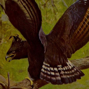 Langer Wappenadler Lophaetus Occipitalis Afrikanische Ornithologie Naturgeschichte Vogel Lithografie Druck 1910er Jahre Deutschland IllustrationTo Rahmen
