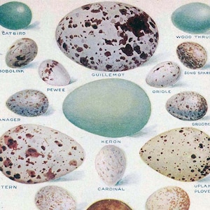American Bird Eggs Color Lithograph Chart 1912 Edwardian Natural History Illustration To Frame image 1