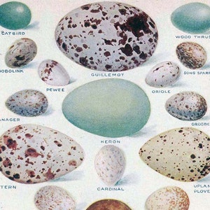 American Bird Eggs Color Lithograph Chart 1912 Edwardian Natural History Illustration To Frame