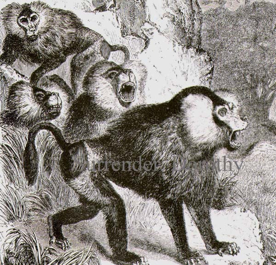 黄色い犬顔のヒヒ アフリカの猿 霊長類 ビクトリア朝時代 1870 年代