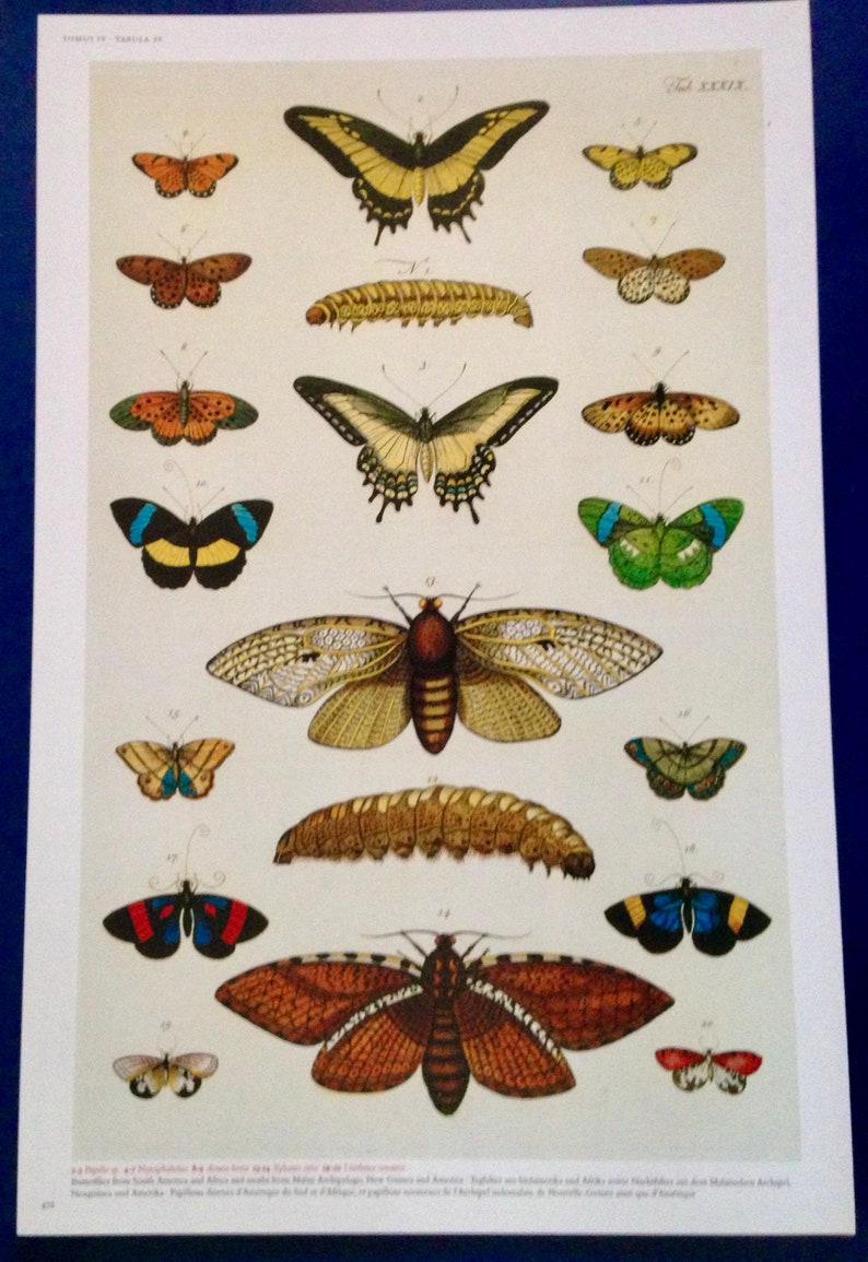 African Patterns Insect Moth Butterfly South America Africa Insects Seba Entomology Natural ...