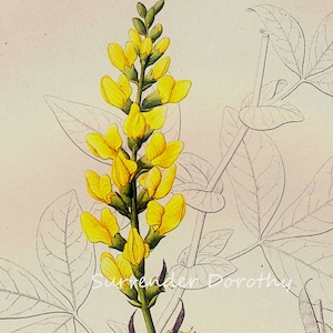 Thermopsis Caroliniana Carolina Bush Pea Prestele Vintage Poster Print  Botanical Lithograph To Frame 15