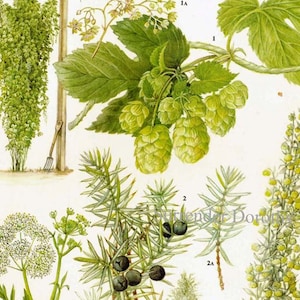 Hopfen Wacholder Anise Wermut Blume Essen Plant Food Chart Botanische Lithographie Illustration für Ihre Vintage Küche 137