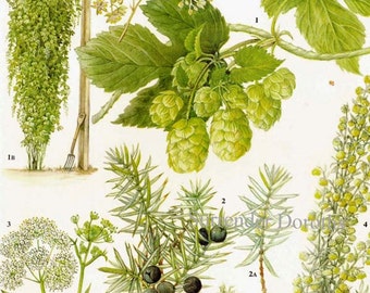 Houblon Genévrier Anis Absinthe Fleur Nourriture Plante Nourriture Graphique Botanique Lithographie Illustration Pour Votre Cuisine Vintage 137